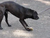 Negro, chien mexicain, puisque nourri de tortillas maison