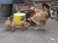 des poussins moches... la nature est farceuse parfois